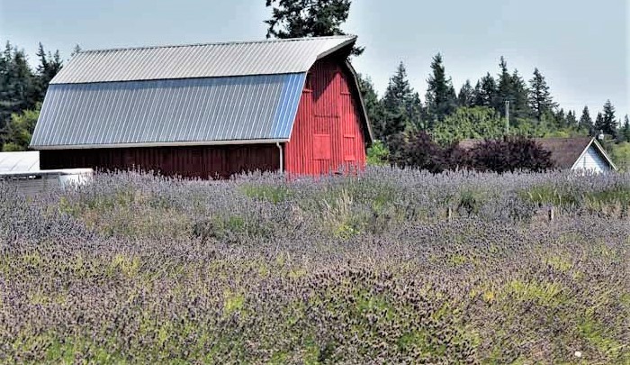 lavender farm