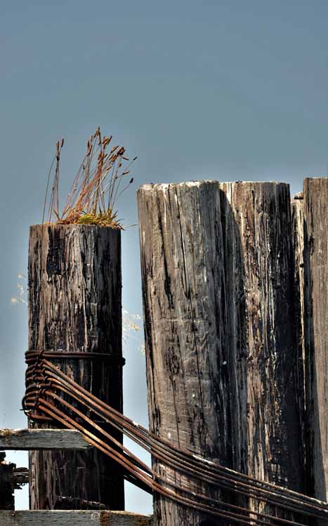abandoned cannery grounds
