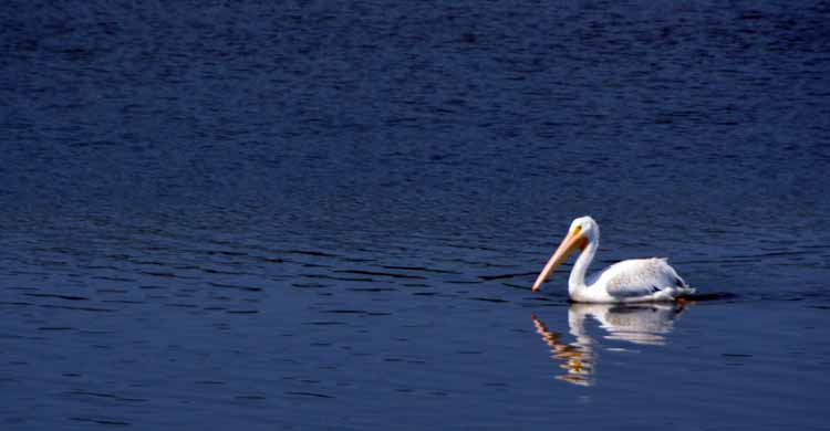 white pelican