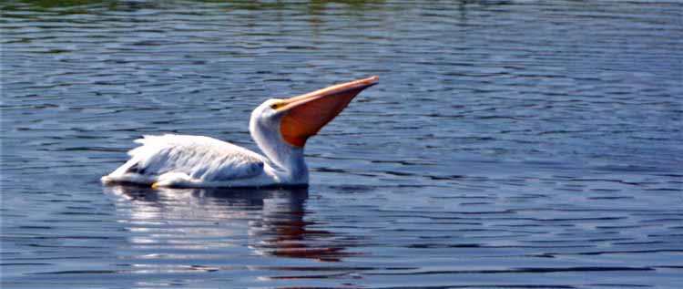 white pelican