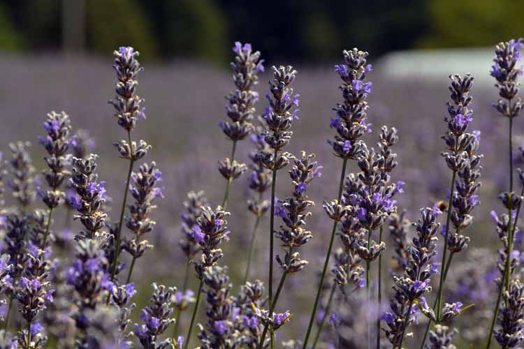 upclose lavender