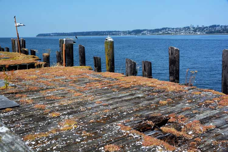 abandoned cannery grounds