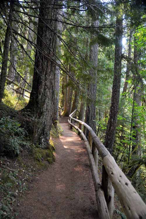 forested trail