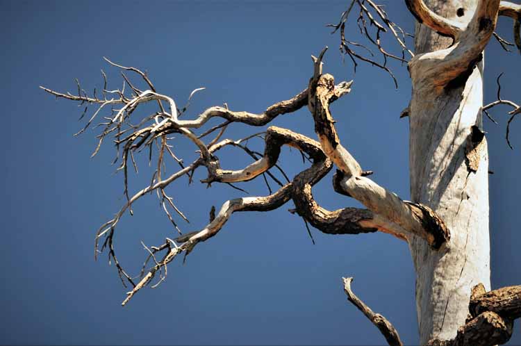 dead tree limbs