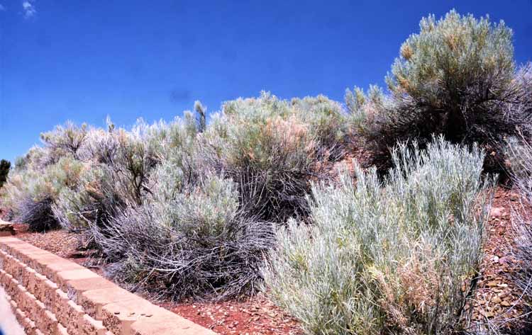 Flaming gorge