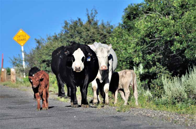 cows, black gunnison