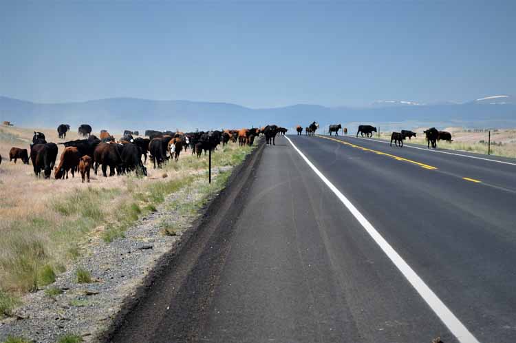 wy cattle drive