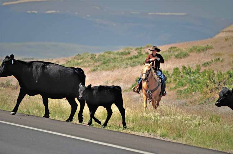 wy cattle drive