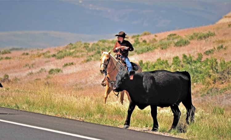 wy cattle drive