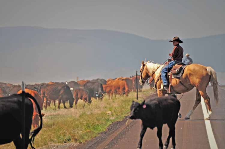 wy cattle drive