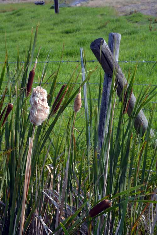 tall grass
