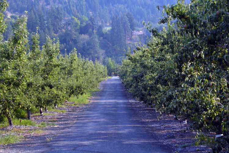 apple orchard