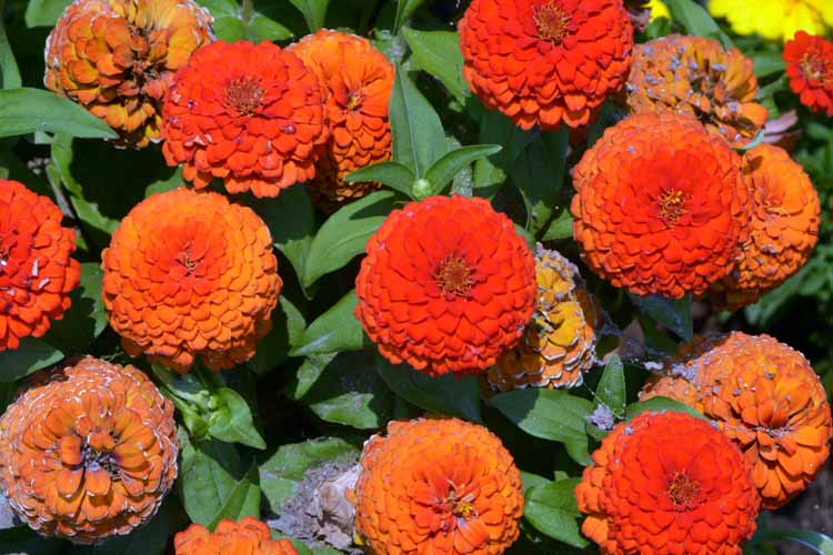 orange flowers