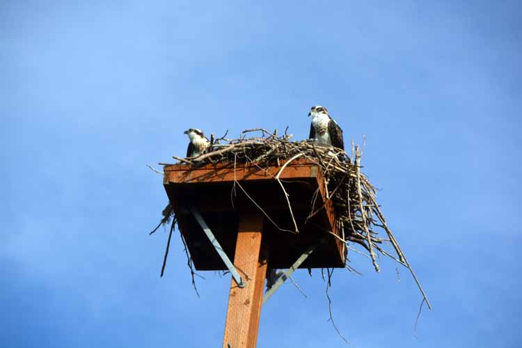 osprey in nest