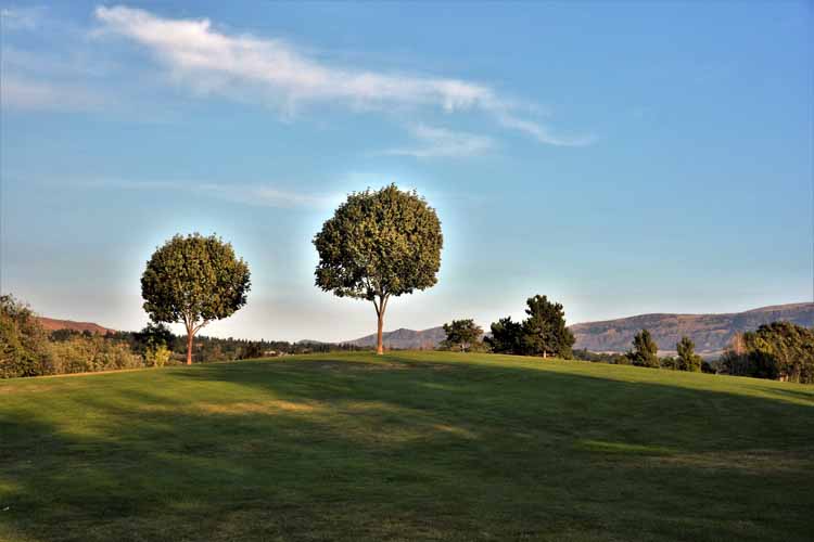 trees on lawn