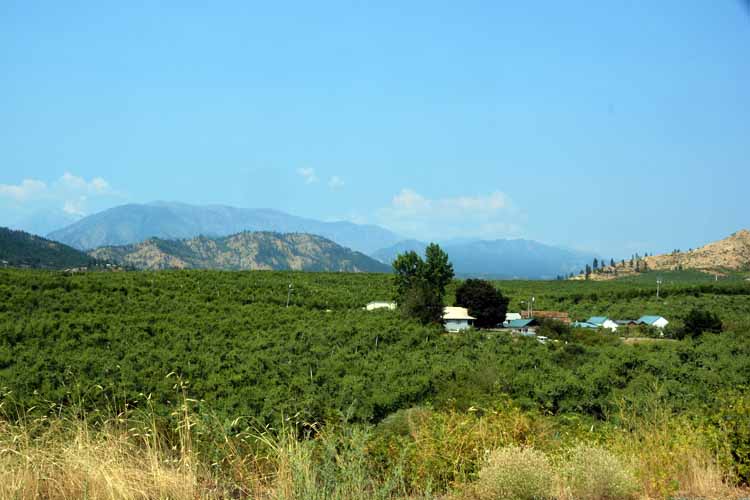 overview of apples trees