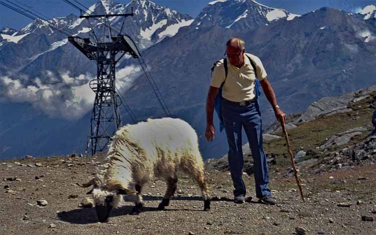 sheep on trail
