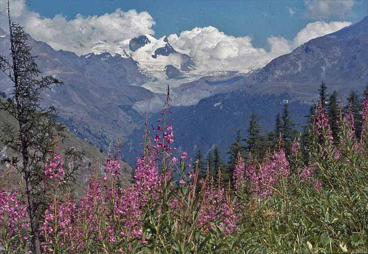 the Swiss Alps