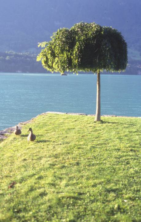 a cute little tree on lake brienz