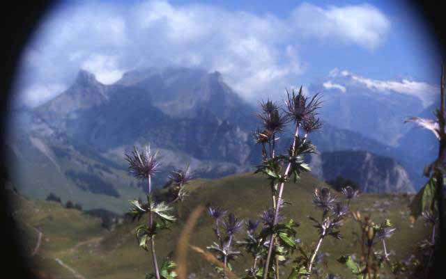 flowers brighten the path through the hillside