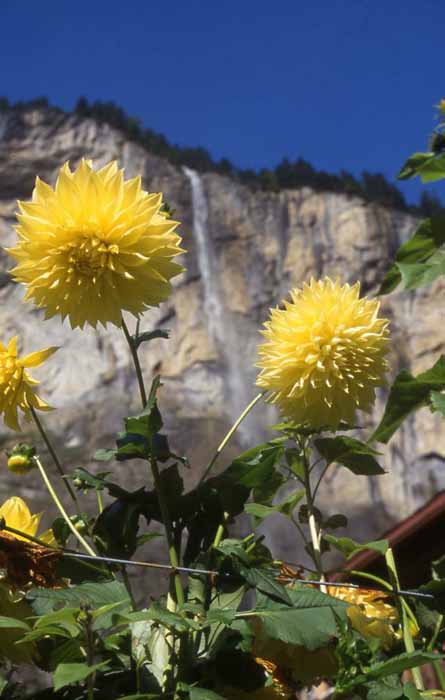 flowers and waterfall