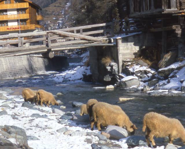 sheep water at Zermatt's river