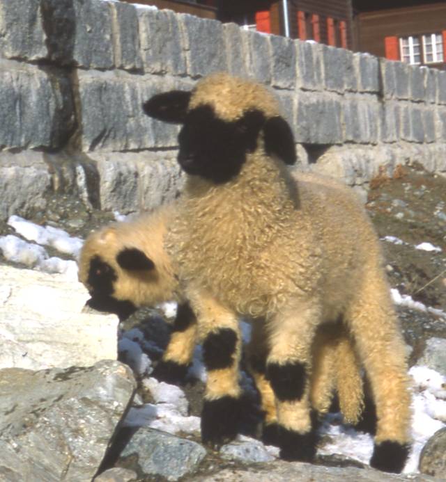 sheep at the river in Zermatt