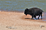 bison