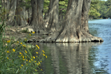 cypress trees in water