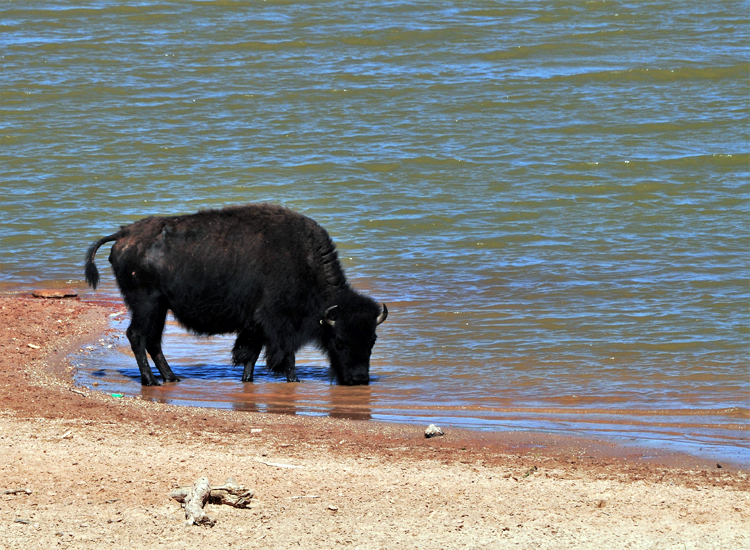 bison