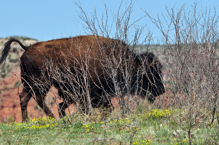 bison