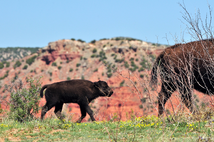 bison