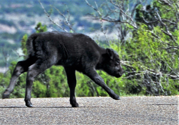 bison calf