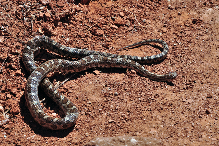 bullsnake