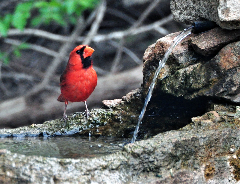 male cardinal