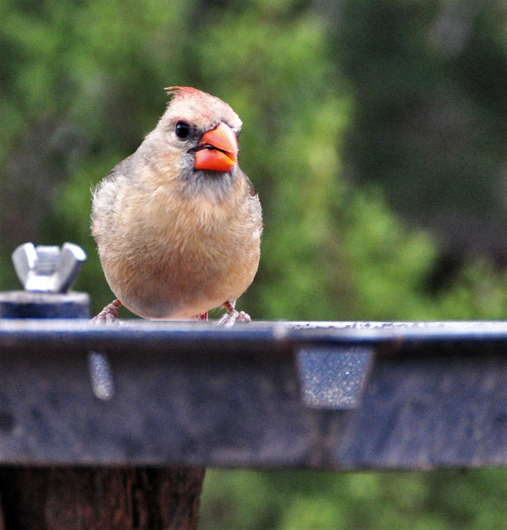 female cardinal