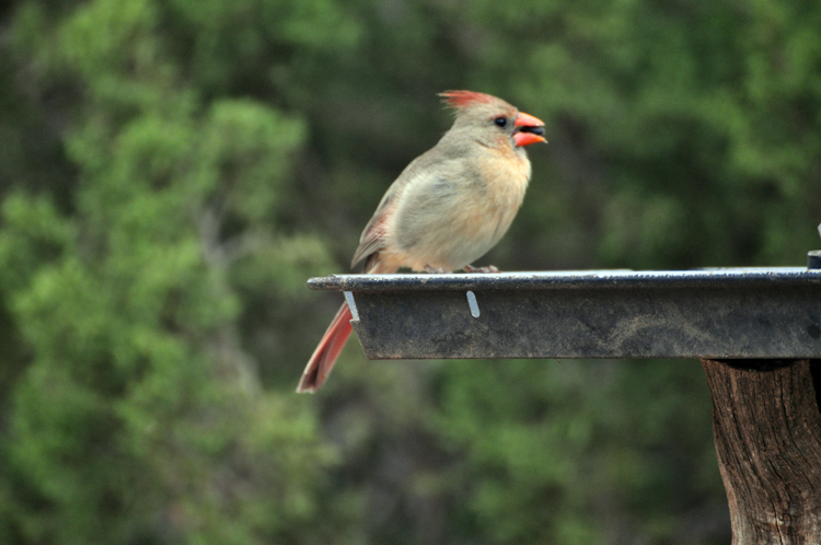 female cardinal