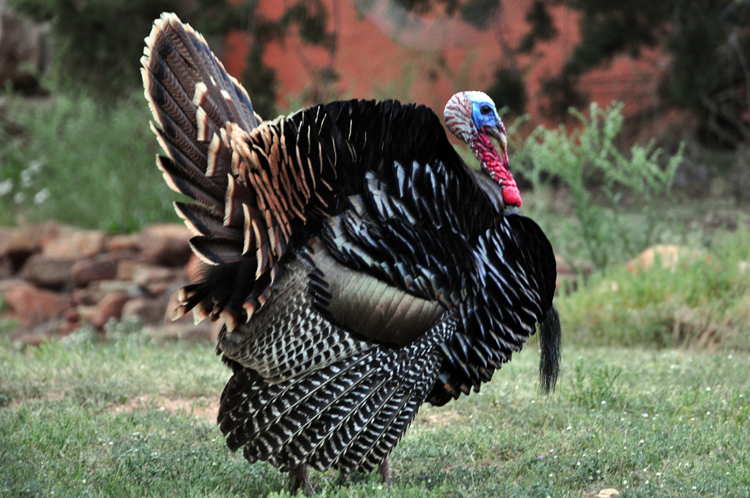 wild turkey