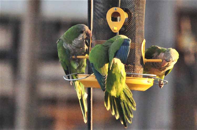 monk parakeet