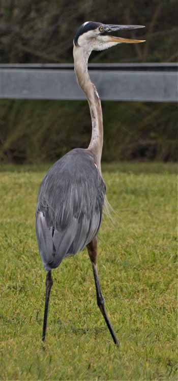 blue heron