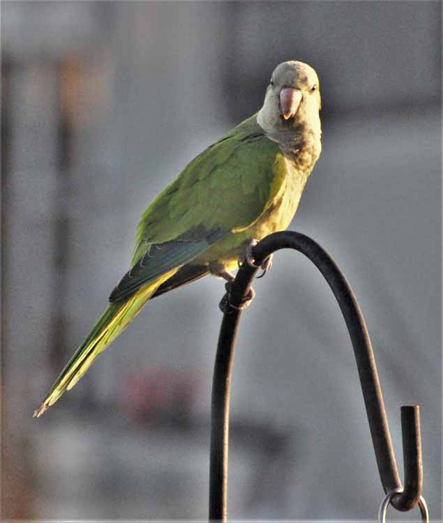 parakeet