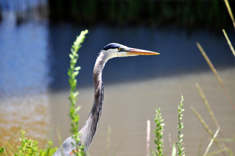 great blue heron