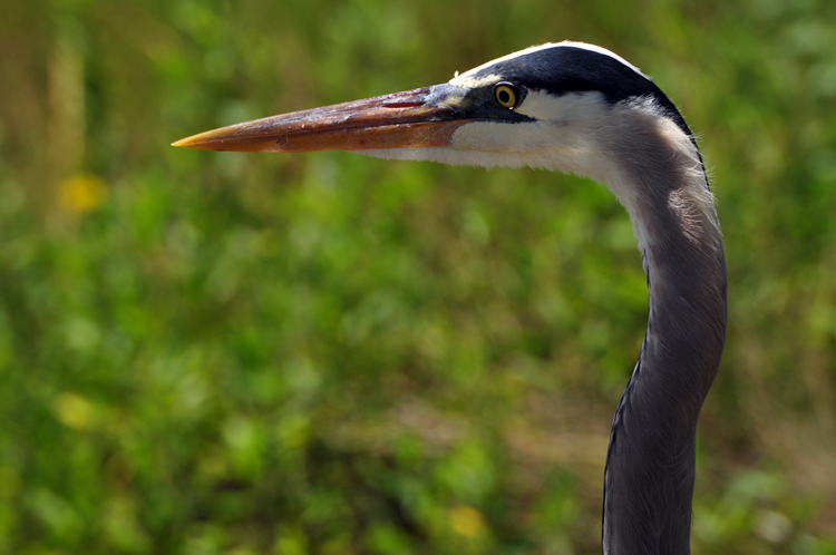 great blue heron