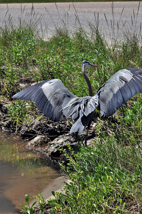 great blue heron