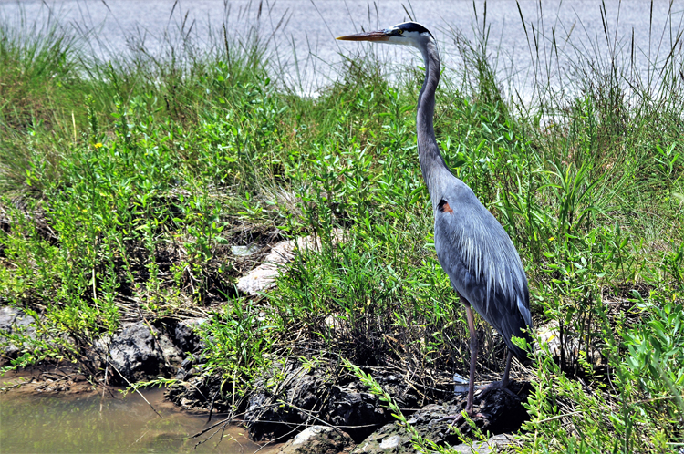 great blue heron