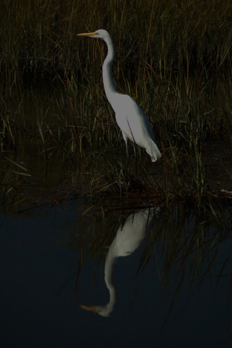 great egret