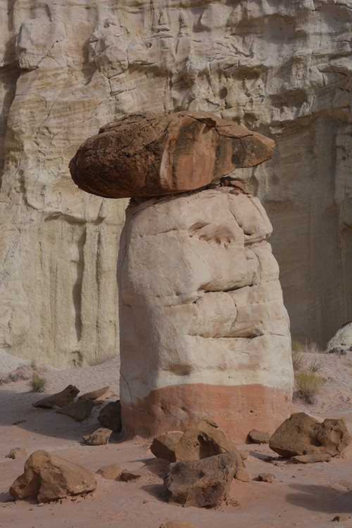 The Toadstool Trail