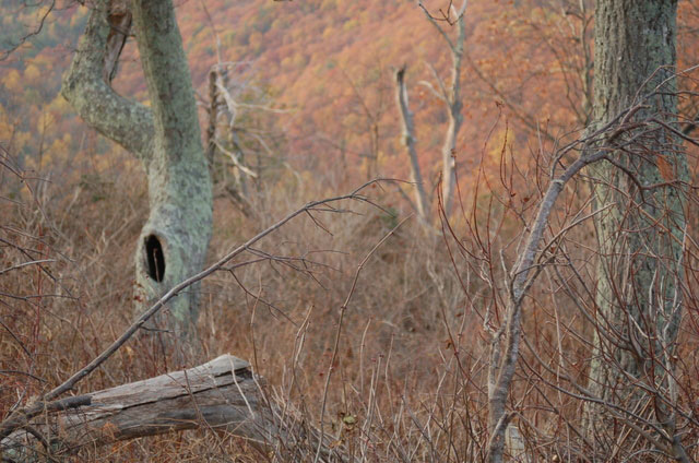 holes in dead tree limbs make nice shot