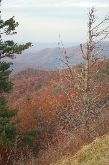 bare tree among hills