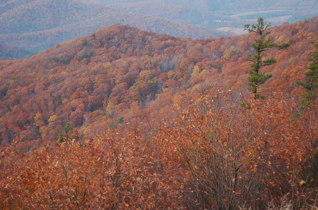 an evergreen takes its stand among the autumn colors